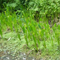 Pickerel Weed